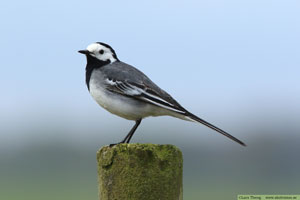 Sädesärla, Motacilla alba